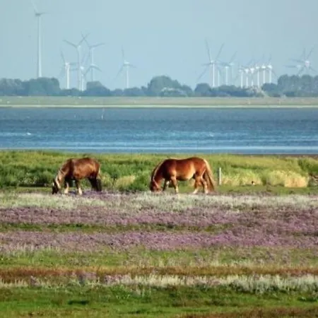 Whg Duenenblick Im Haus Wattenblick بالتروم